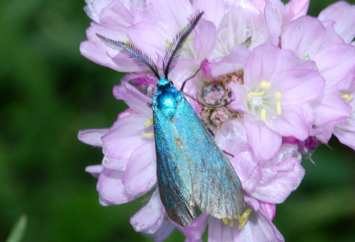 Jordanita sp